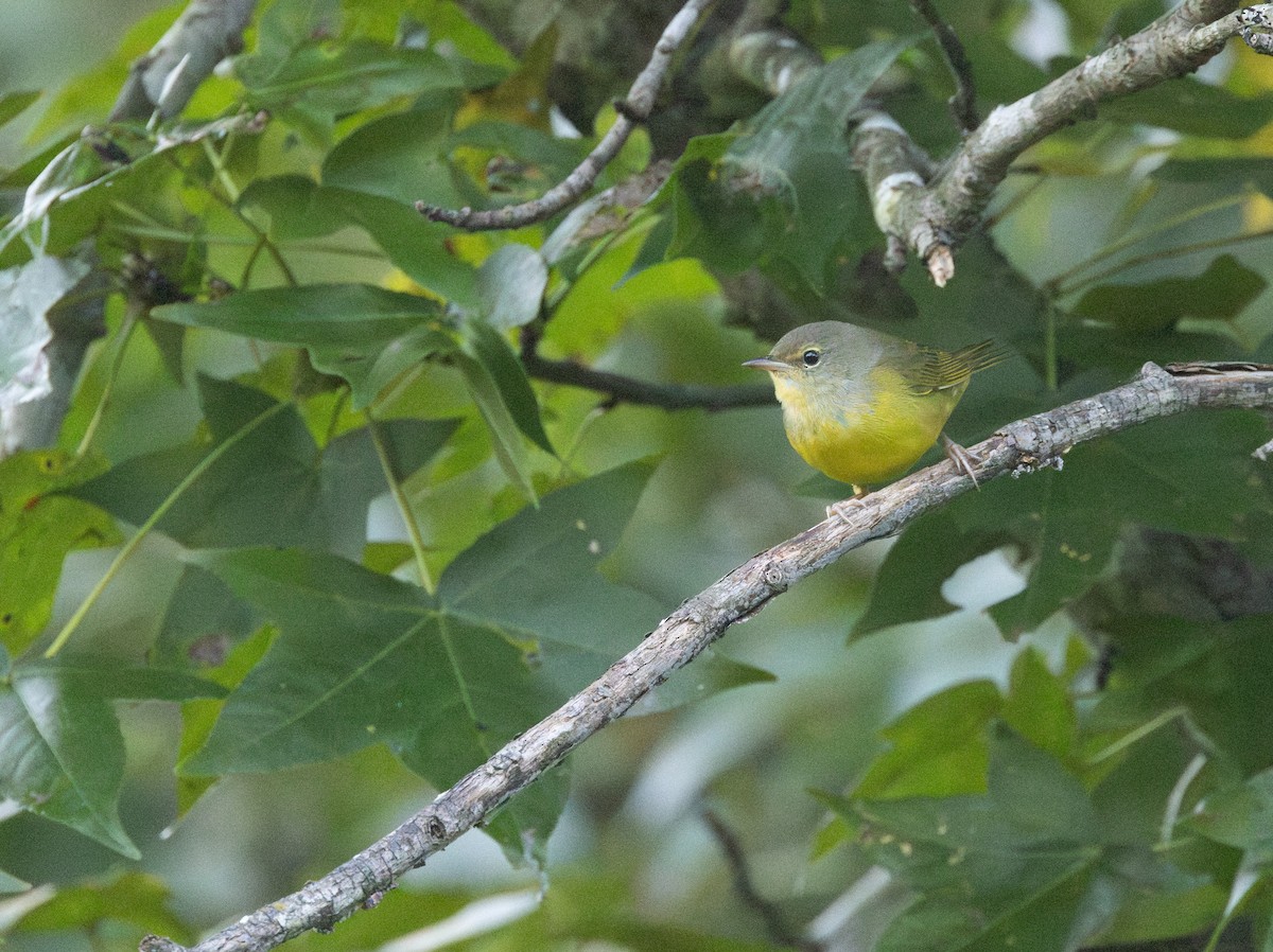 Mourning Warbler - ML641992277