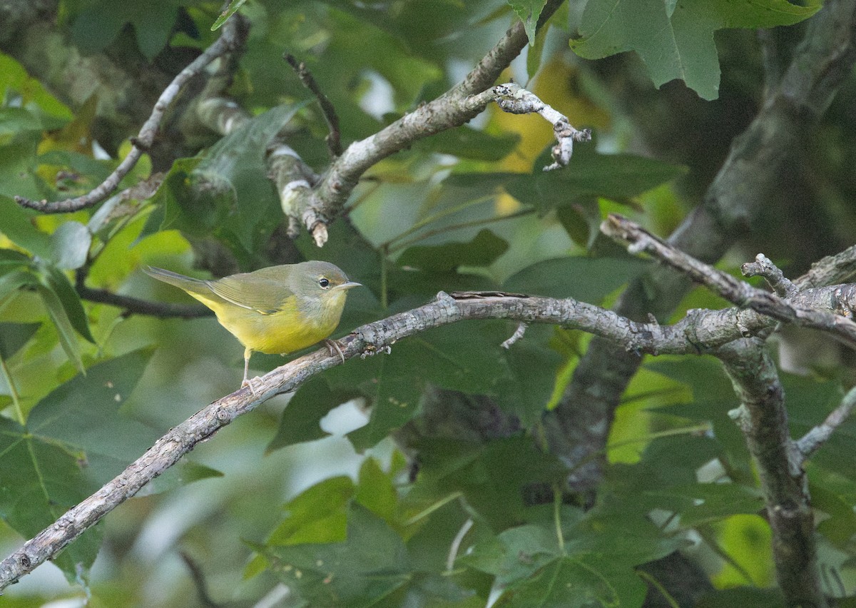 Mourning Warbler - ML641992278