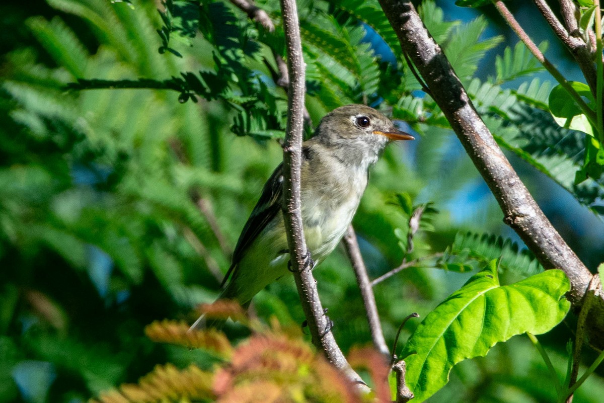 Least Flycatcher - ML641992302