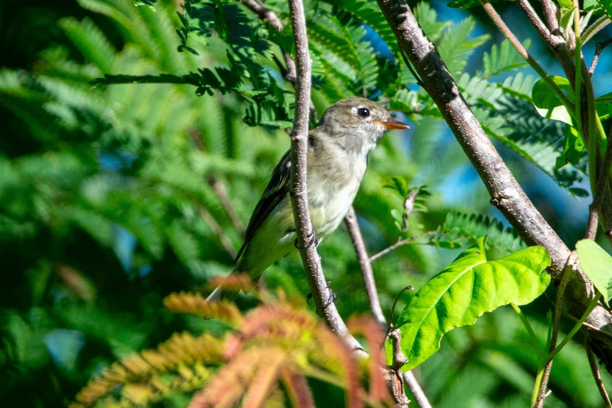 Least Flycatcher - ML641992303