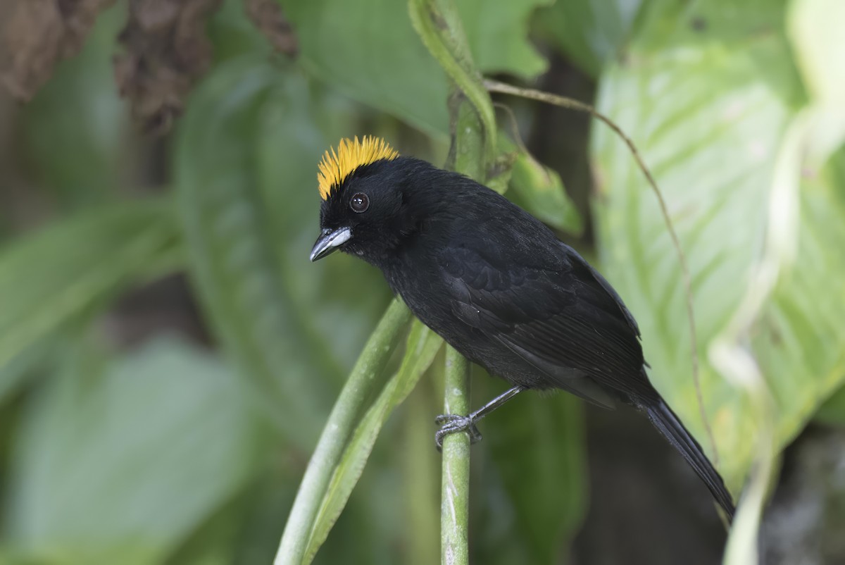 Tawny-crested Tanager - ML641992305