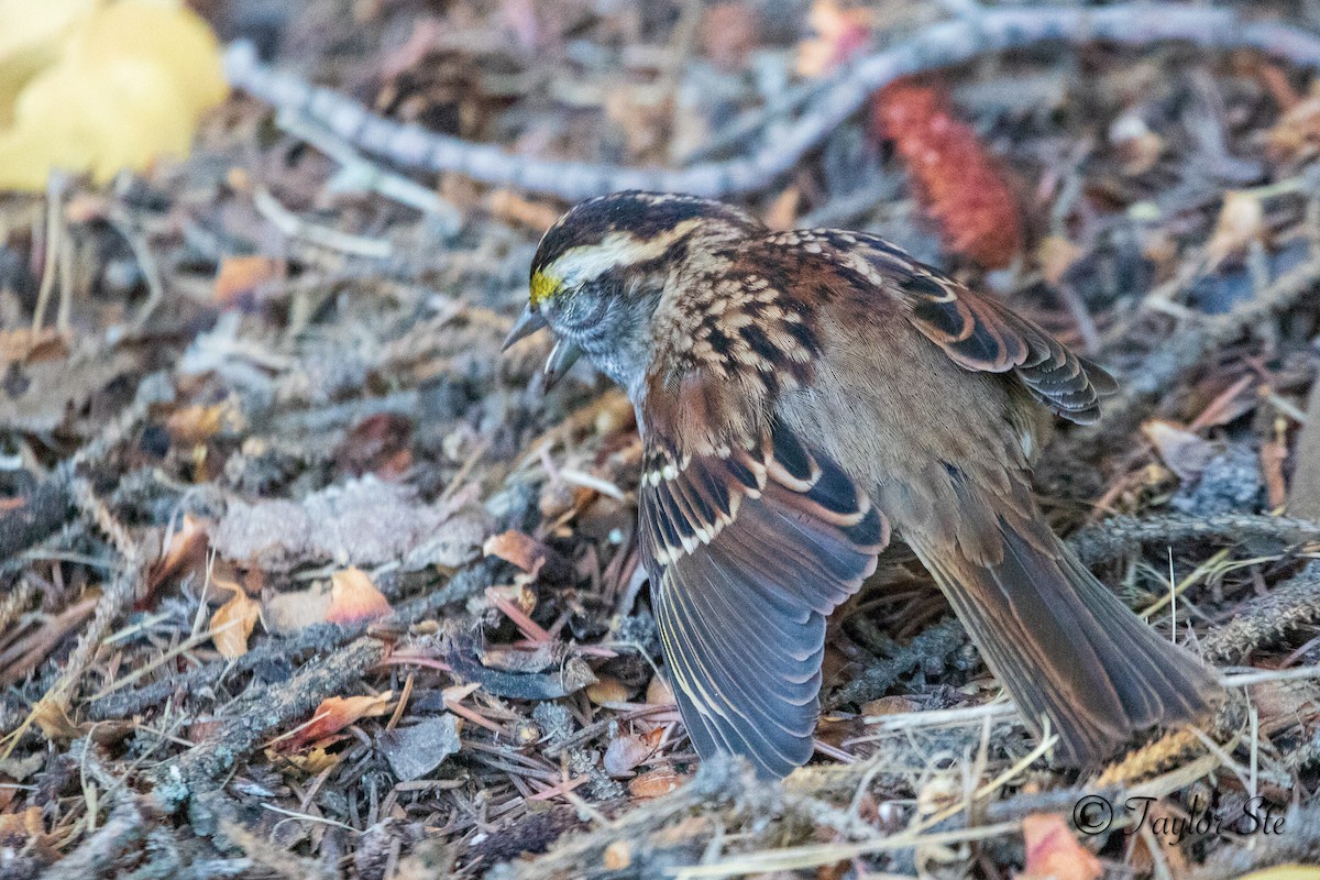 White-throated Sparrow - ML641992315