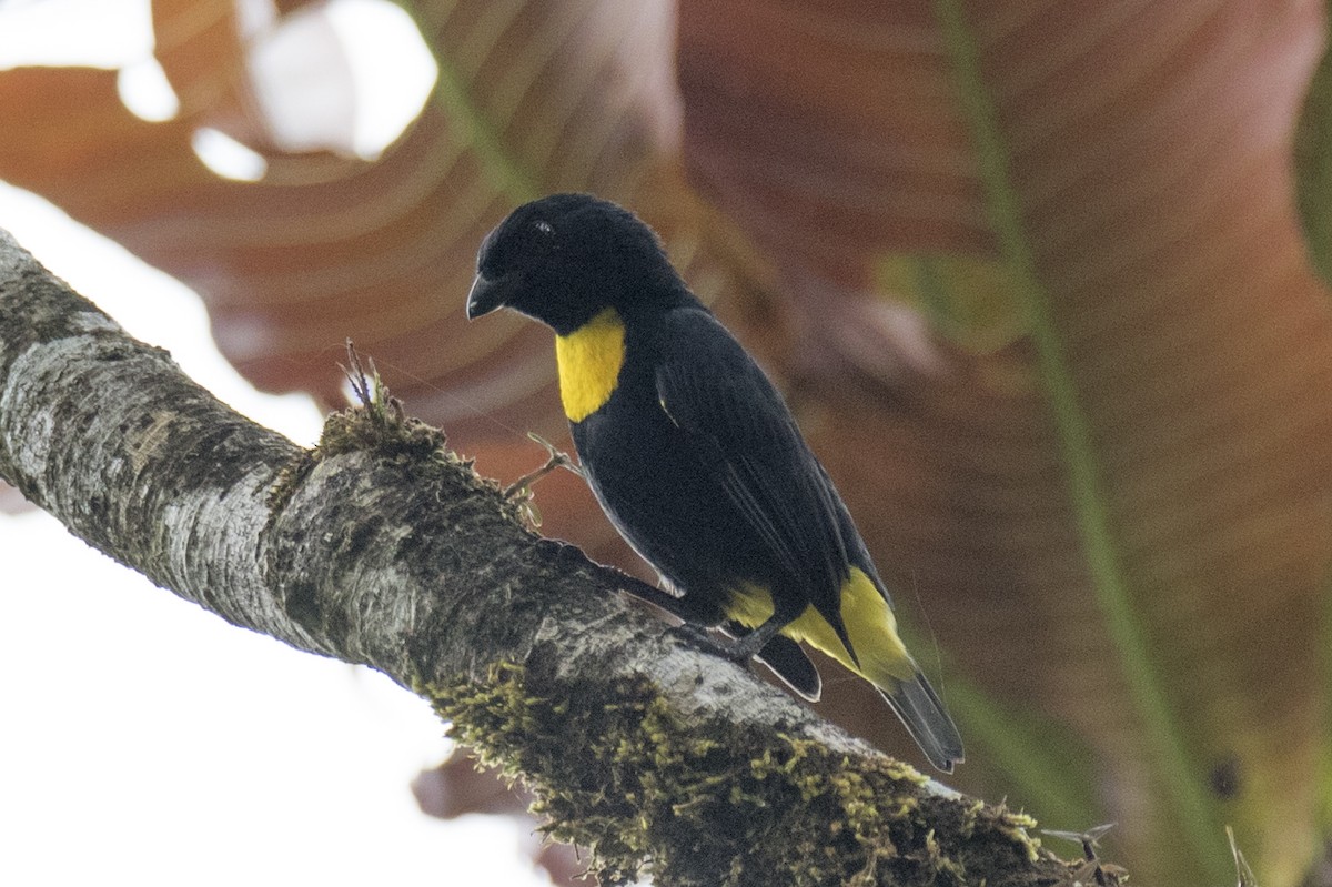 Golden-chested Tanager - ML641992319