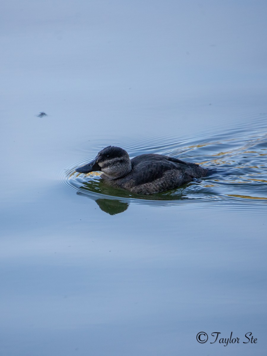 Ruddy Duck - ML641992354