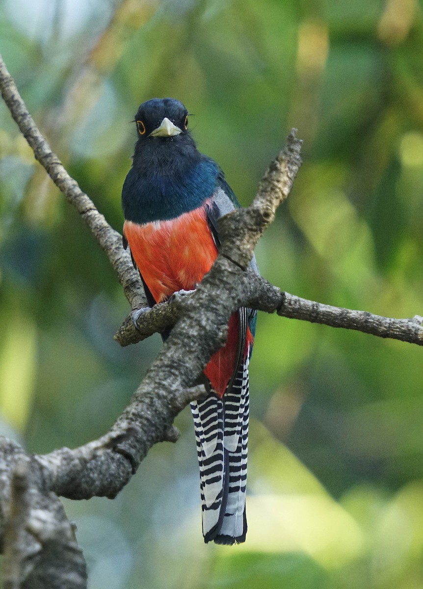 Blue-crowned Trogon - ML641992359