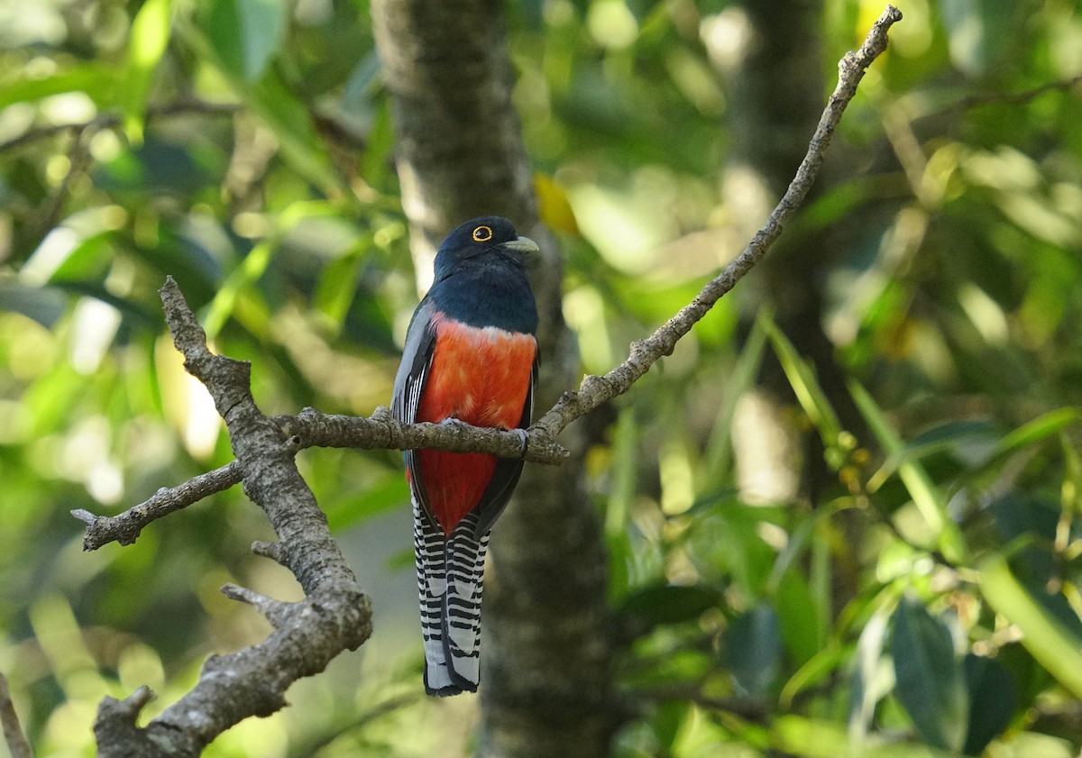 Blue-crowned Trogon - ML641992360
