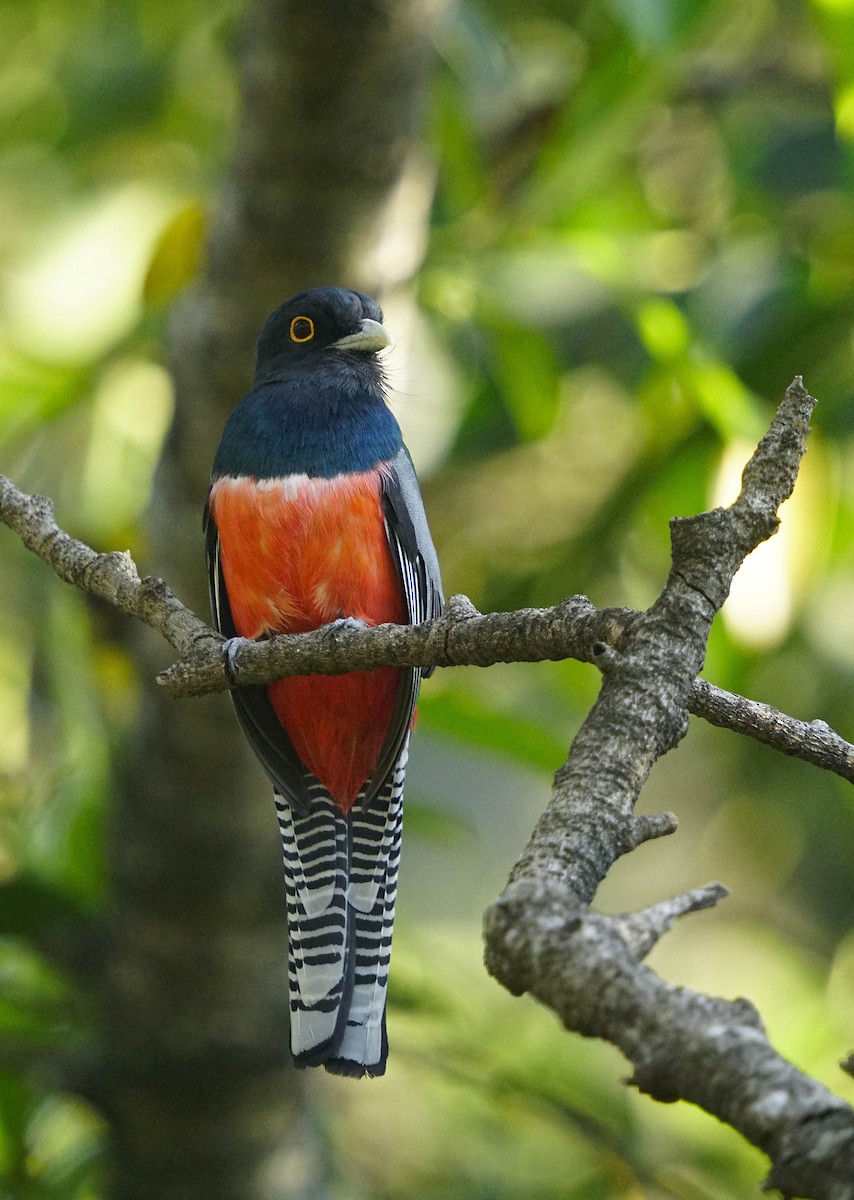 Blue-crowned Trogon - ML641992361