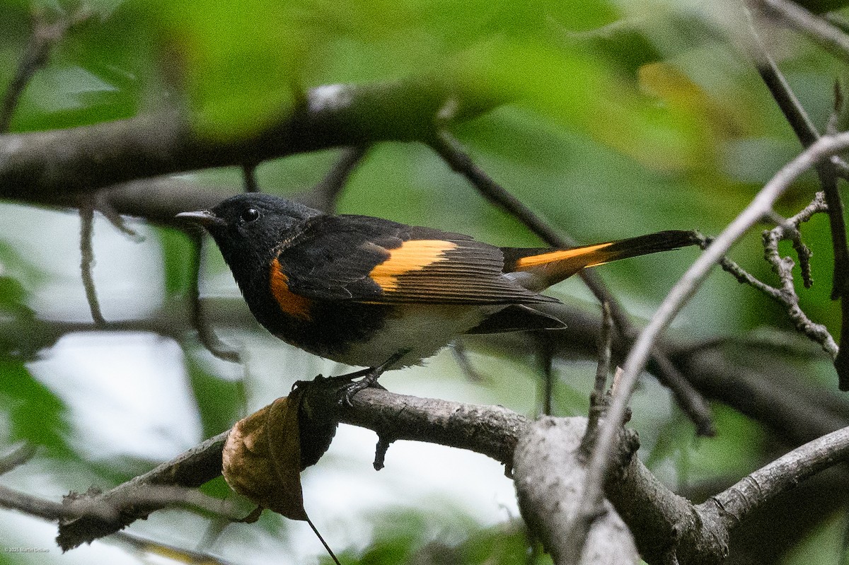 rødstjertparula - ML641992370
