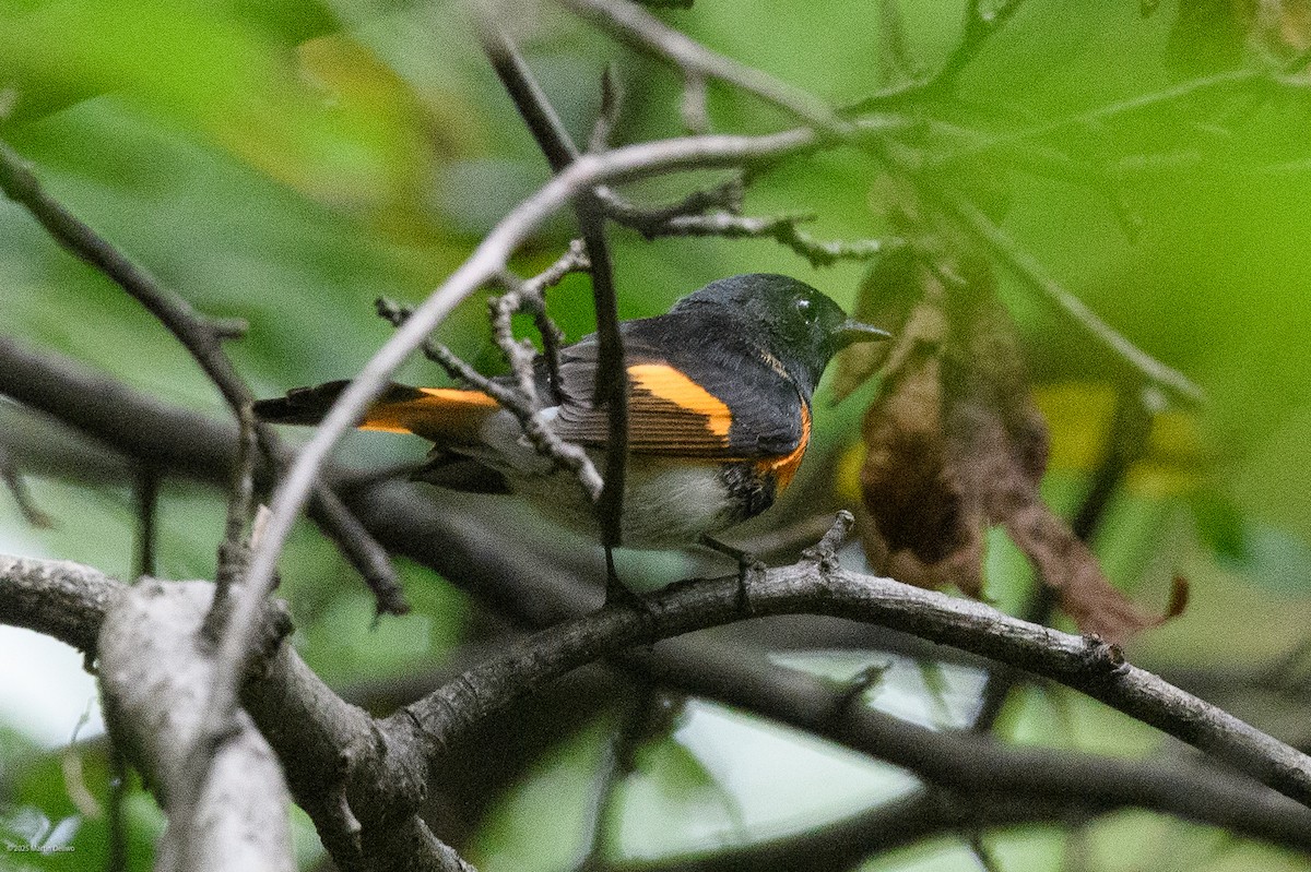 rødstjertparula - ML641992371