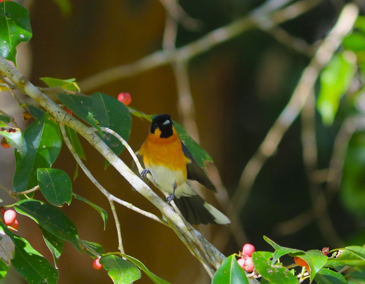 Australian Spectacled Monarch - ML641992375