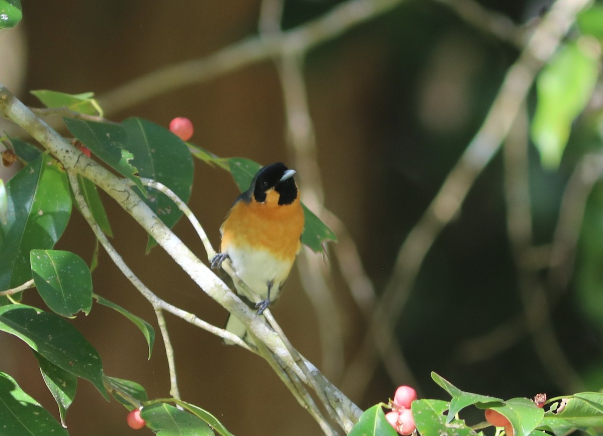 Australian Spectacled Monarch - ML641992376