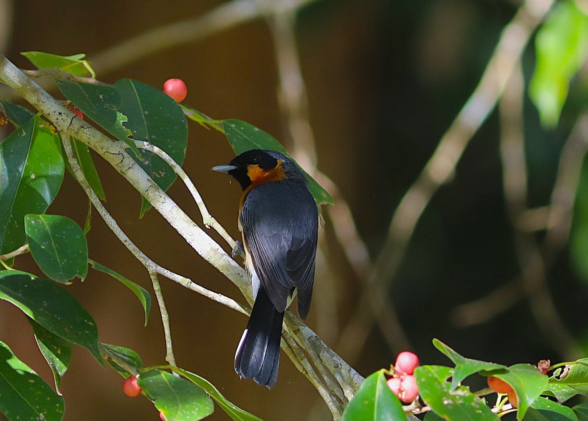 Australian Spectacled Monarch - ML641992377