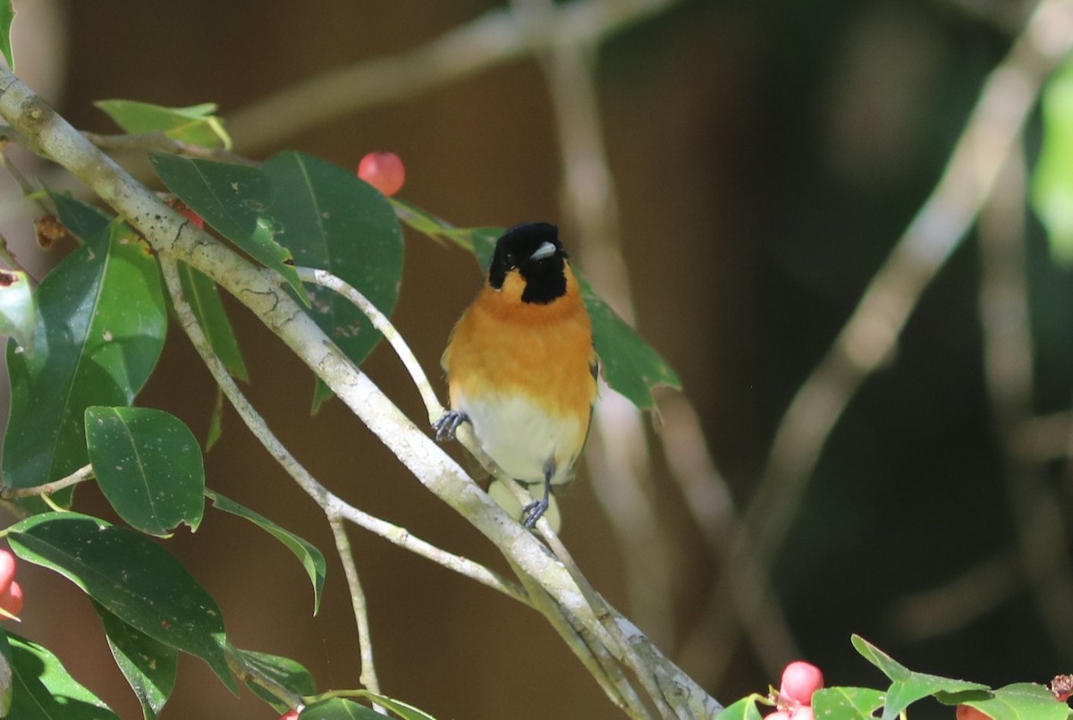 Australian Spectacled Monarch - ML641992378
