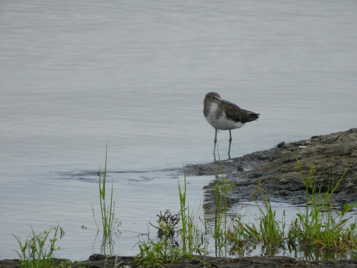skogsnipe - ML641992407