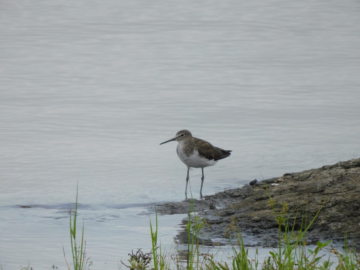 skogsnipe - ML641992408
