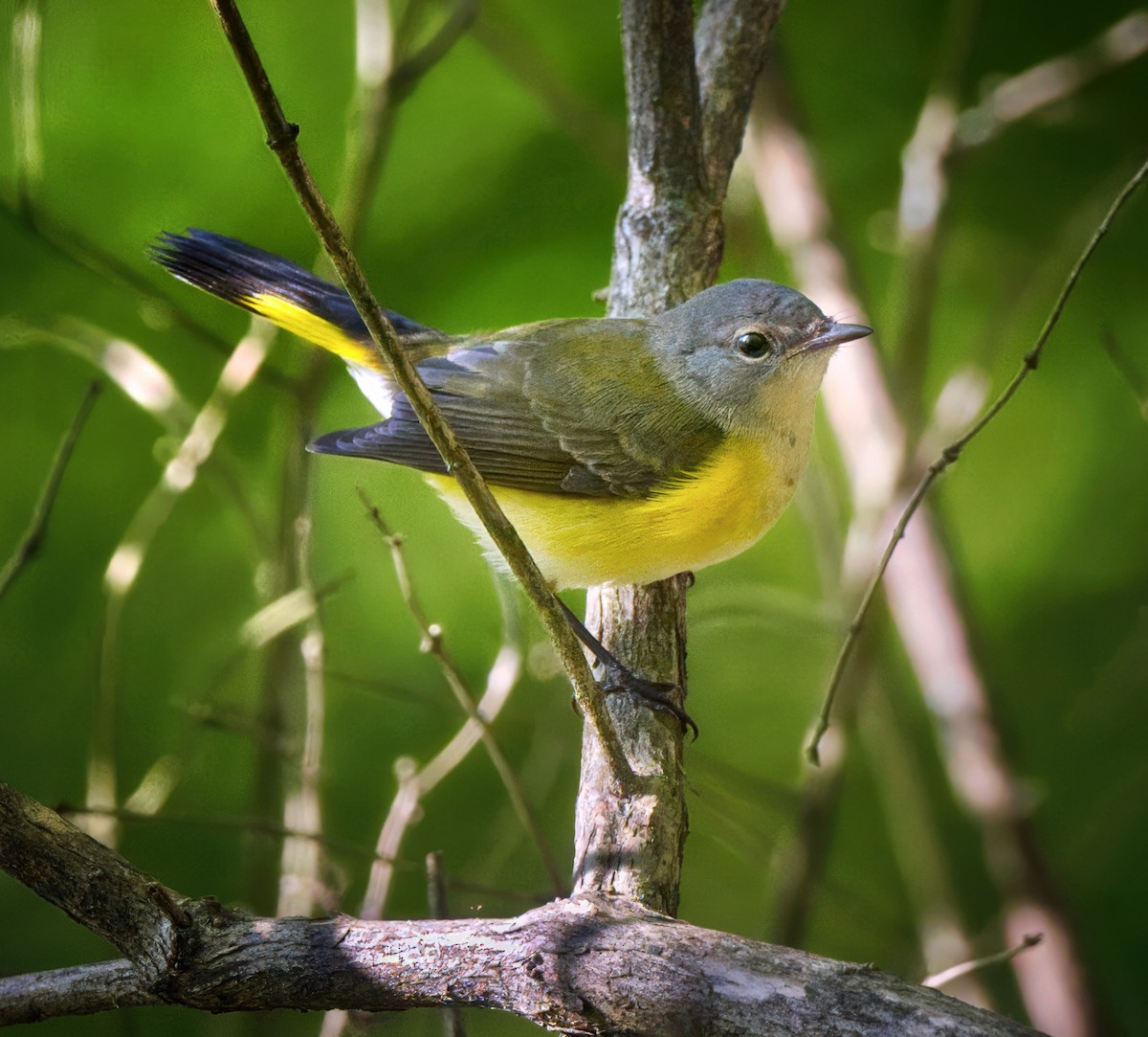 rødstjertparula - ML641992414