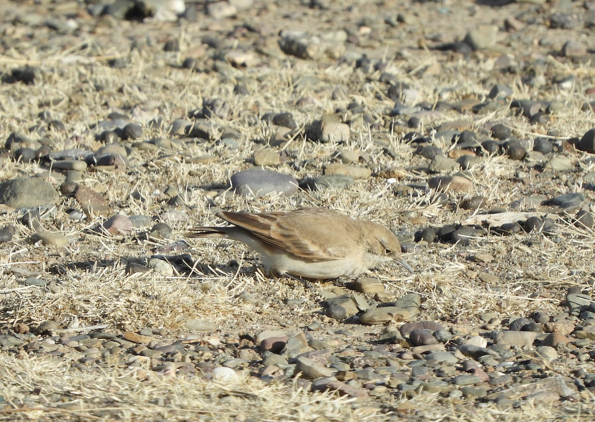 punatunnelfugl - ML641992426