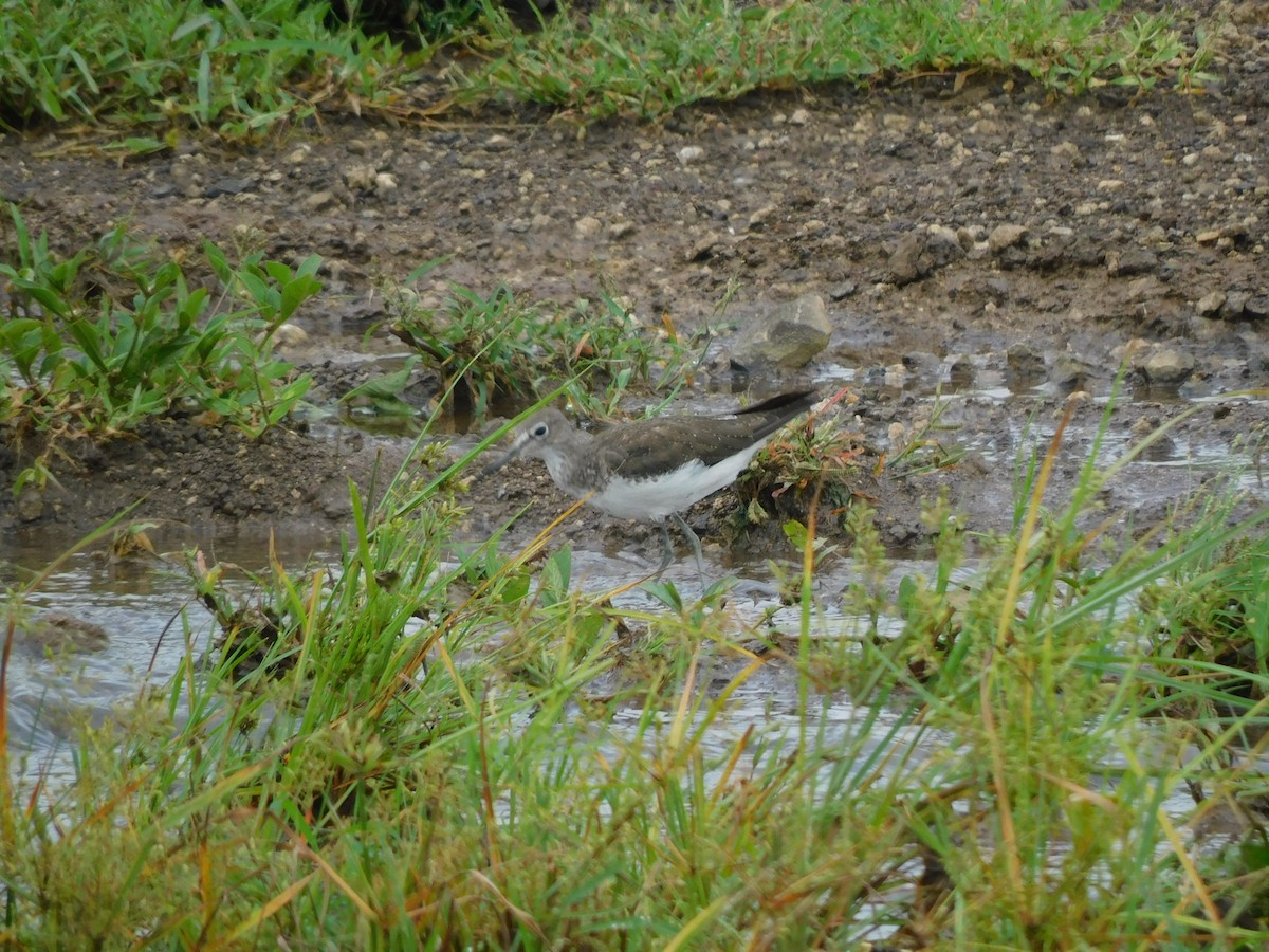 skogsnipe - ML641992427