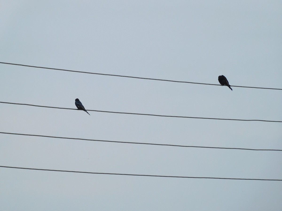 drongo černý - ML641992435