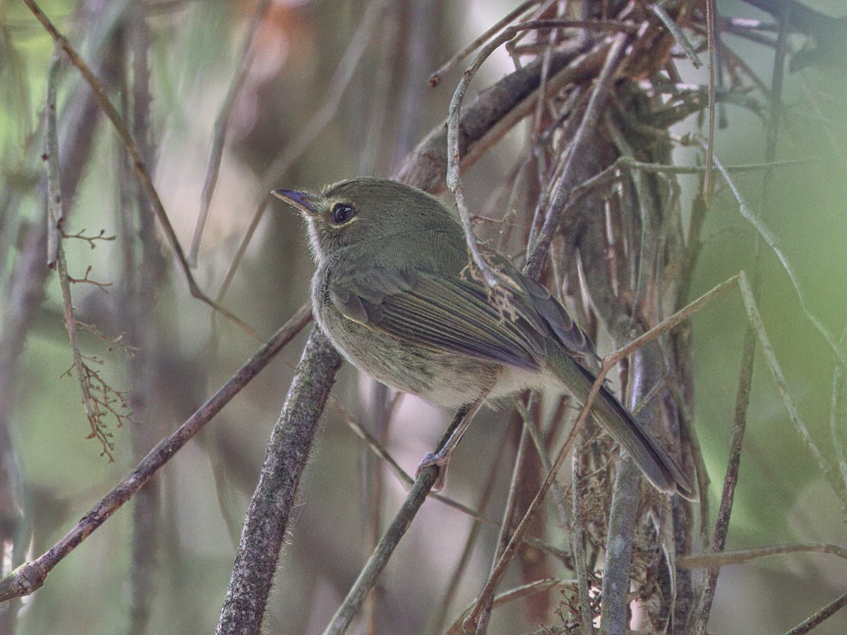 Drab-breasted Pygmy-Tyrant - ML641992441