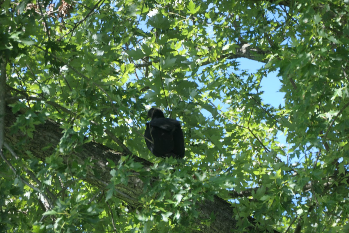 Black Vulture - ML641992450
