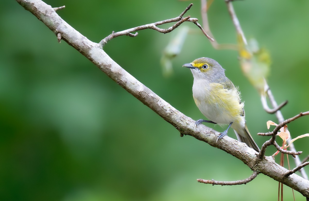 Ak Gözlü Vireo - ML641992452