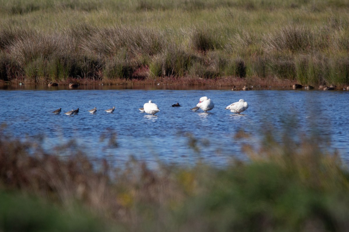 Greater Yellowlegs - ML641992458