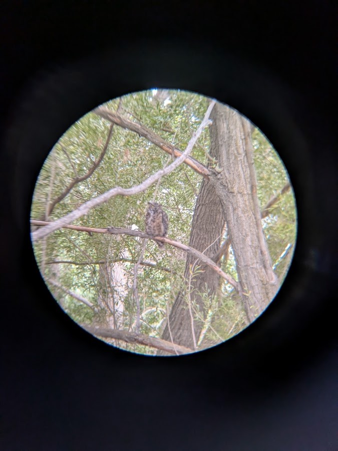 Great Horned Owl - ML641992465