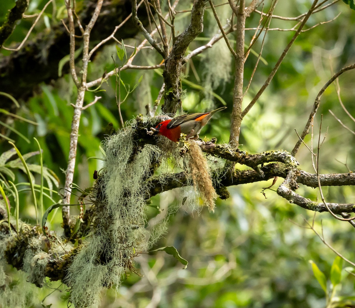 Red Fody - ML641992468