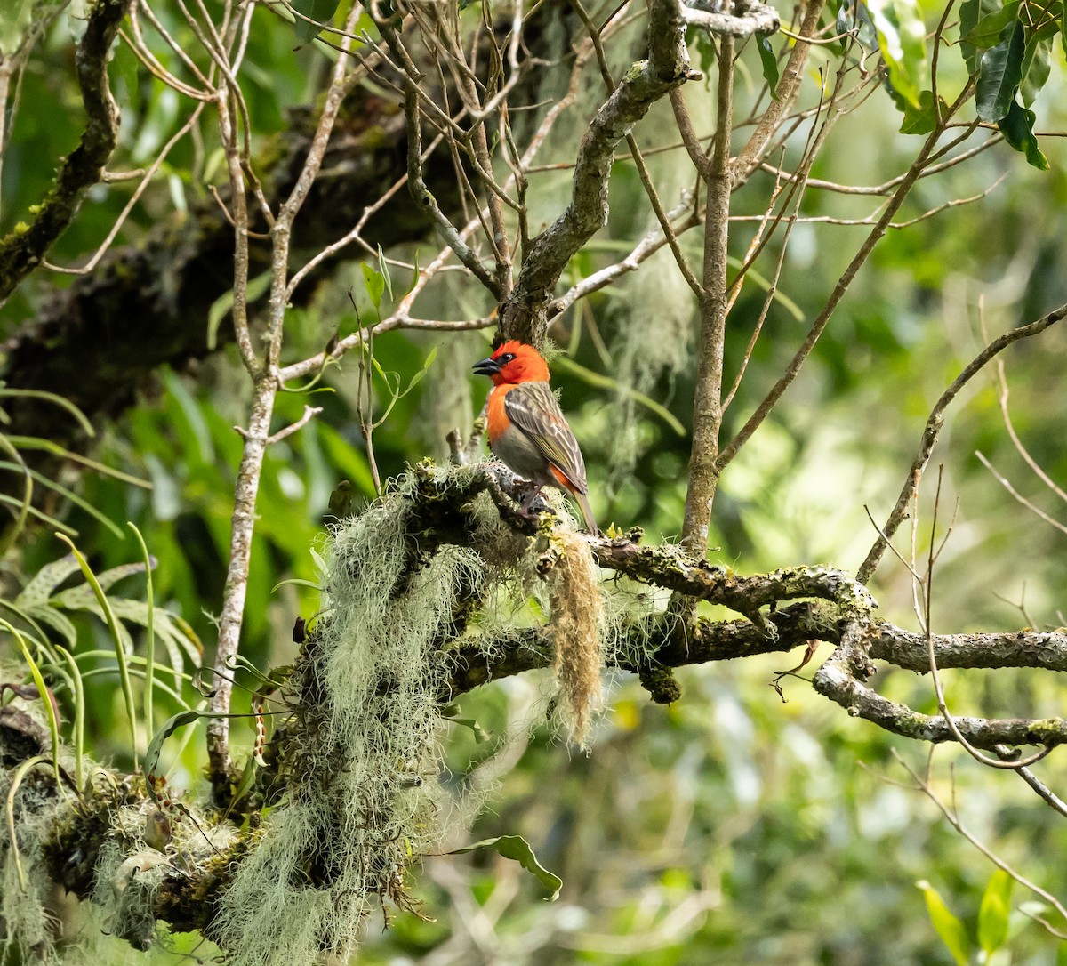 Red Fody - ML641992469
