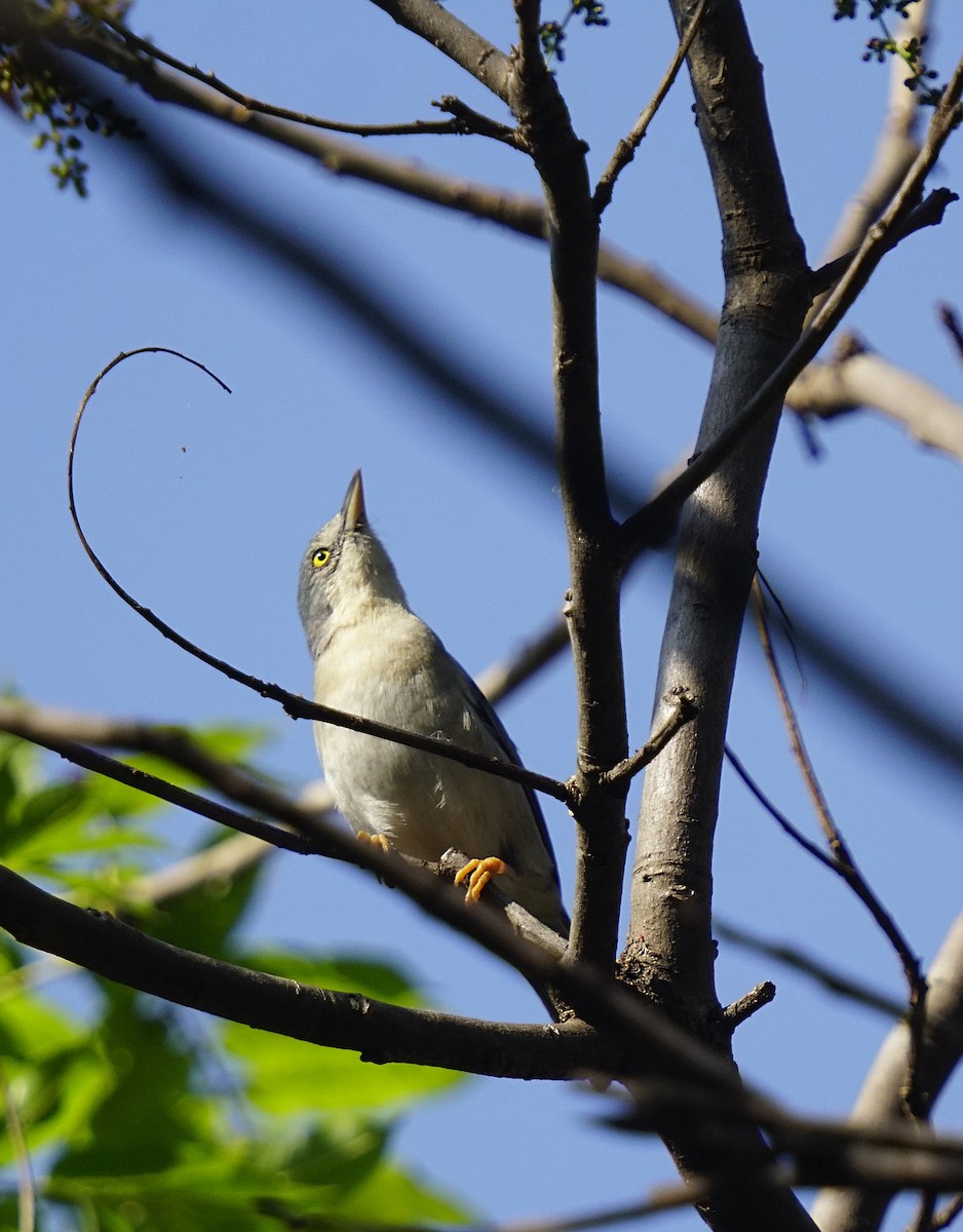 Hooded Tanager - ML641992475