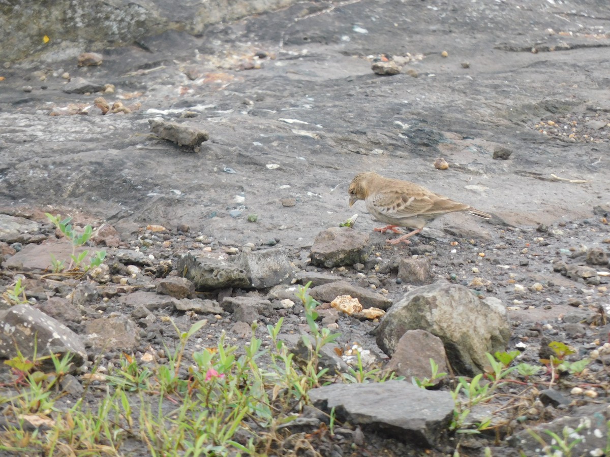 Ashy-crowned Sparrow-Lark - ML641992477
