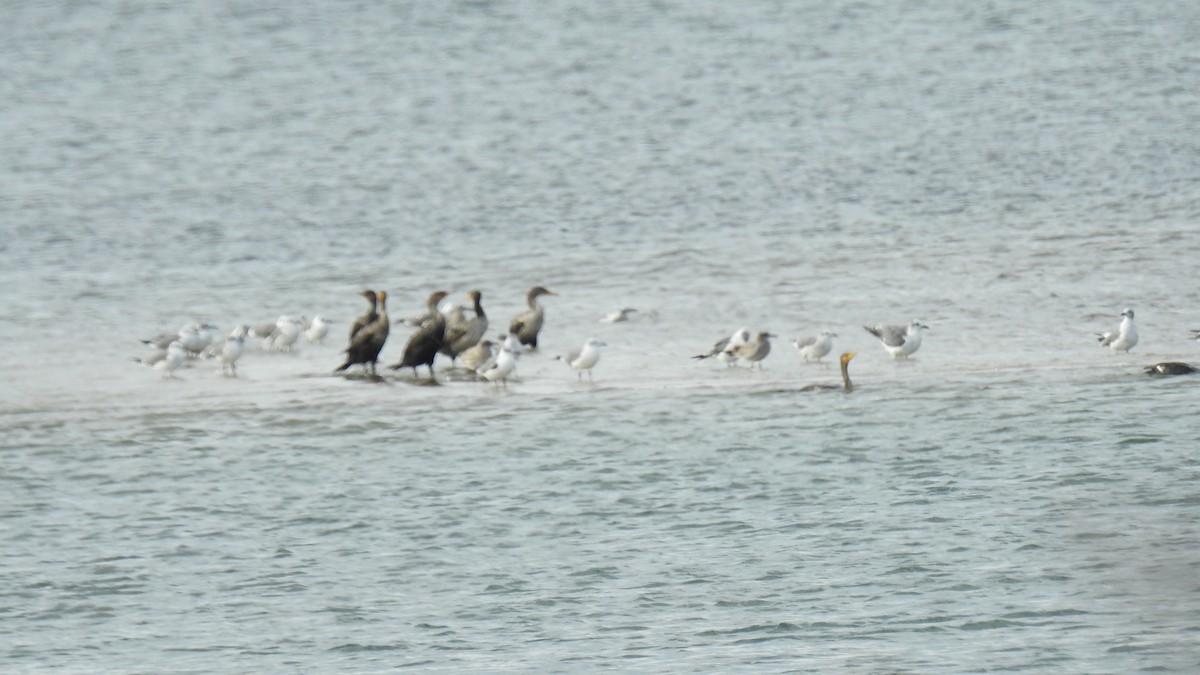 Double-crested Cormorant - ML641992482