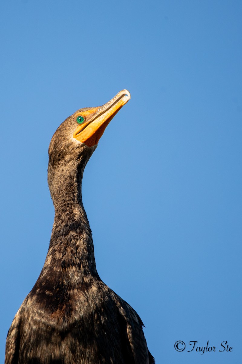 Double-crested Cormorant - ML641992484