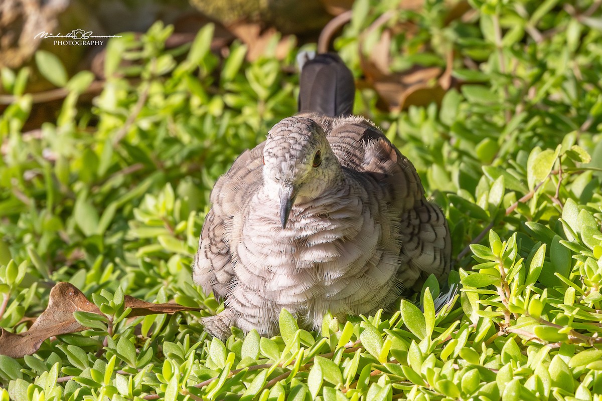 Inca Dove - ML641992486