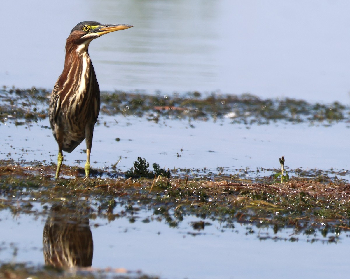 Green Heron - ML641992487