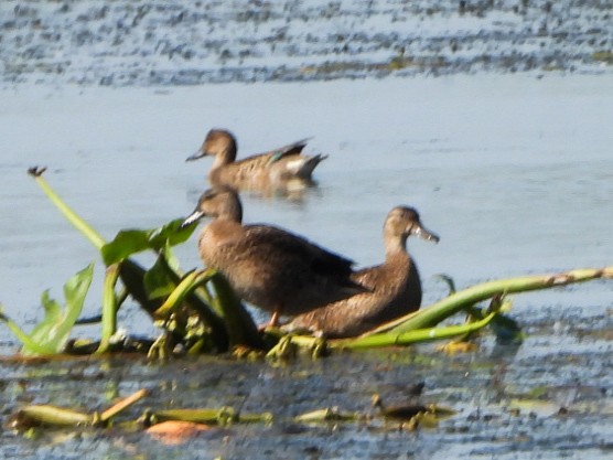 Blue-winged Teal - ML641992489