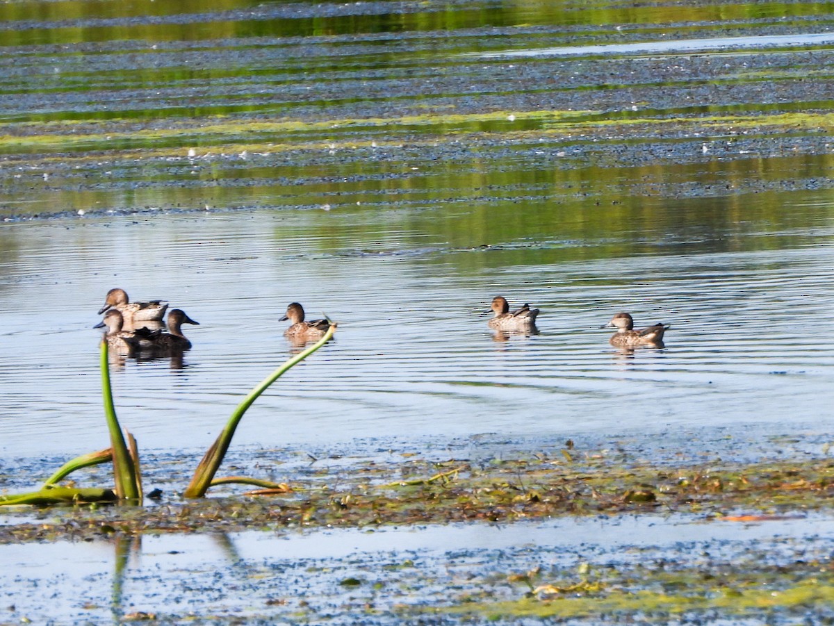 Blue-winged Teal - ML641992490