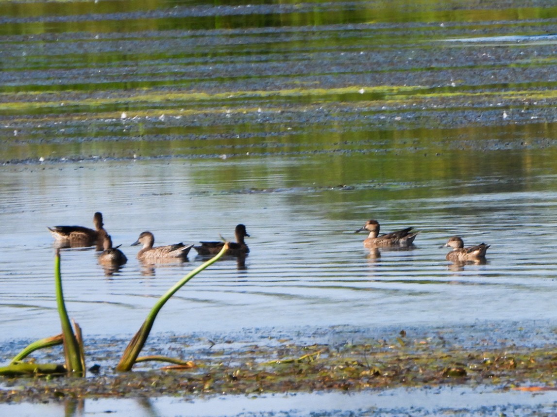 Blue-winged Teal - ML641992491