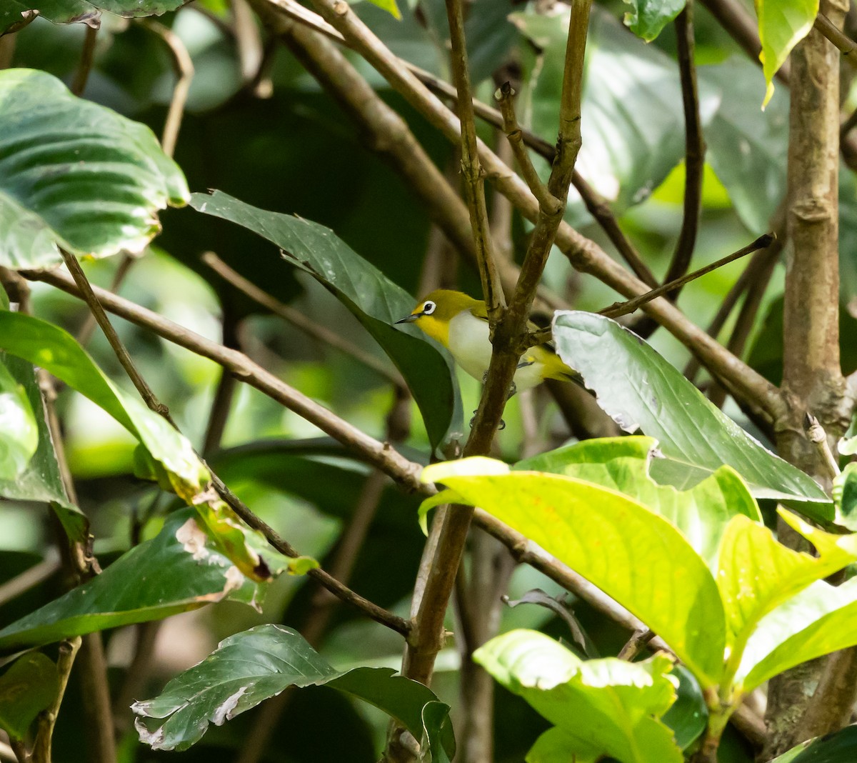 Anjouan White-eye - ML641992494