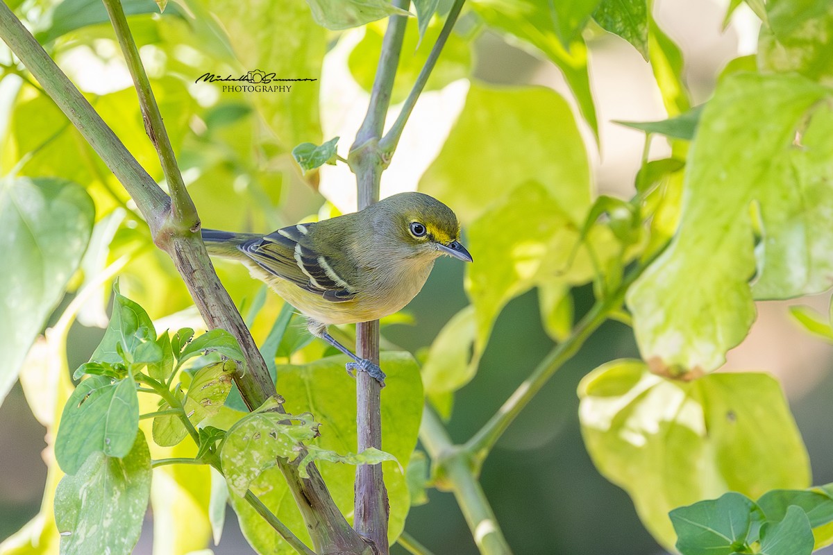 White-eyed Vireo - ML641992495