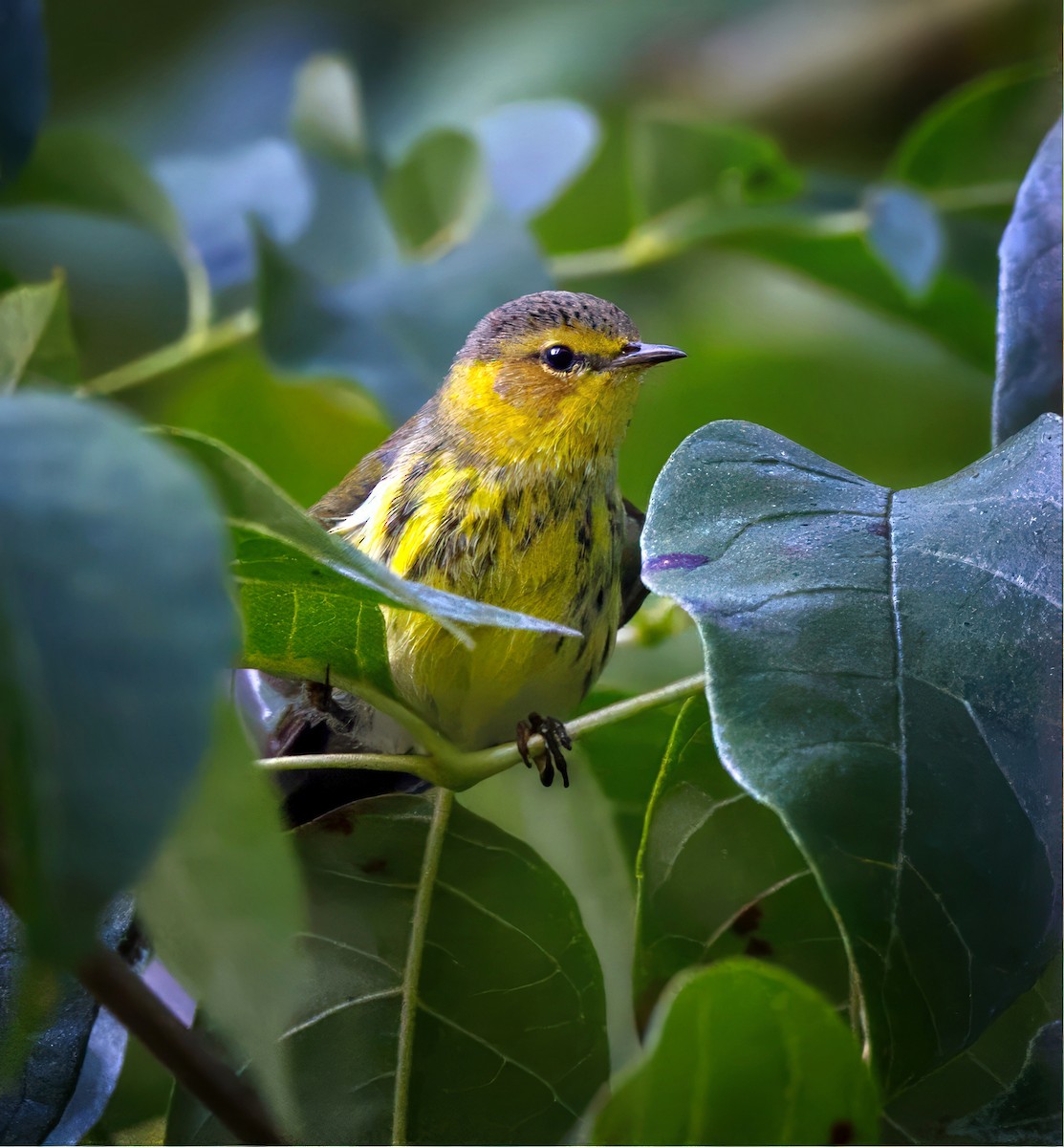 Cape May Warbler - ML641992499