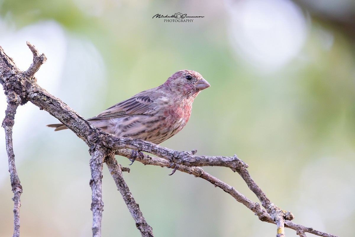 House Finch - ML641992508