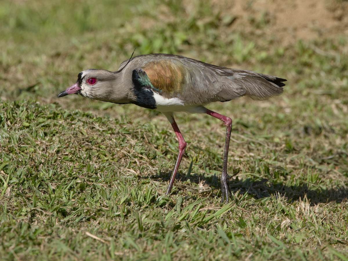 Southern Lapwing - ML641992514
