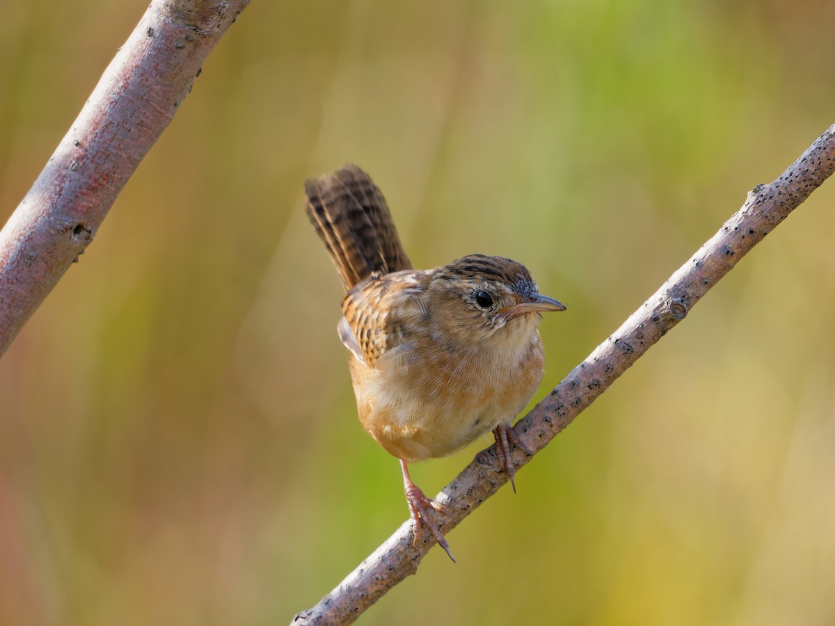 Sedge Wren - ML641992515