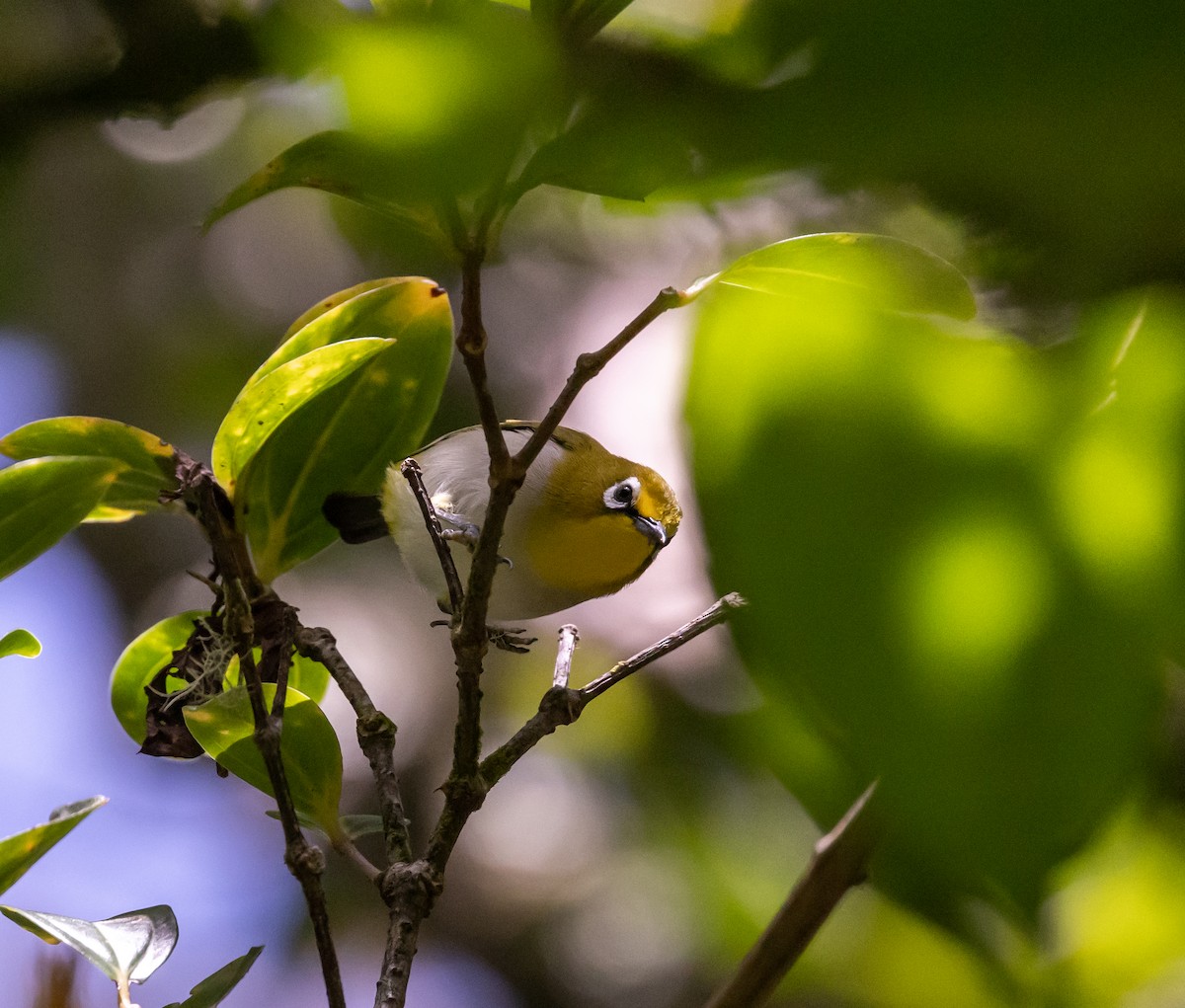 Anjouanbrillenvogel - ML641992518