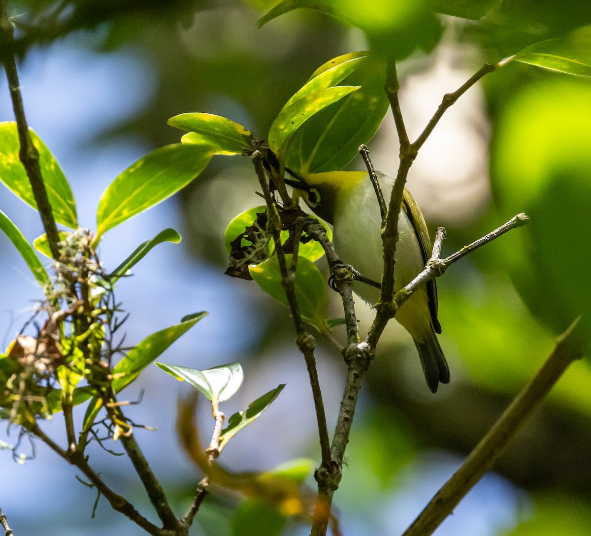 Anjouanbrillenvogel - ML641992519