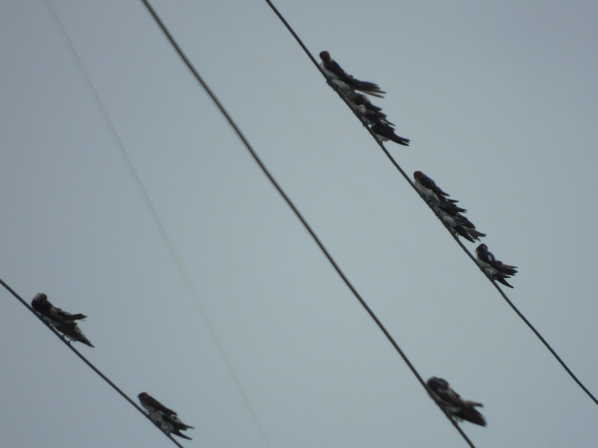 Streak-throated Swallow - ML641992528