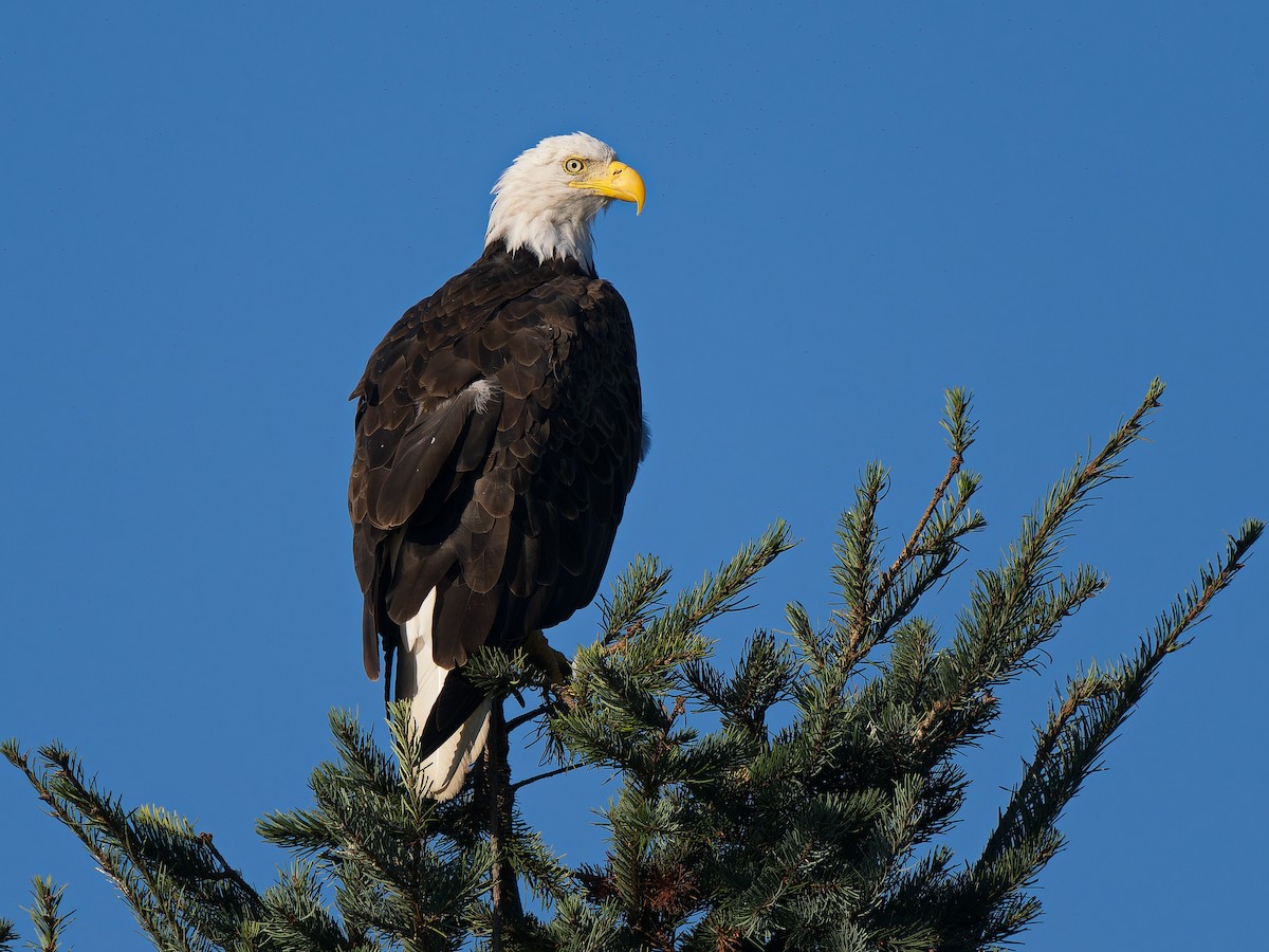 Bald Eagle - ML641992534