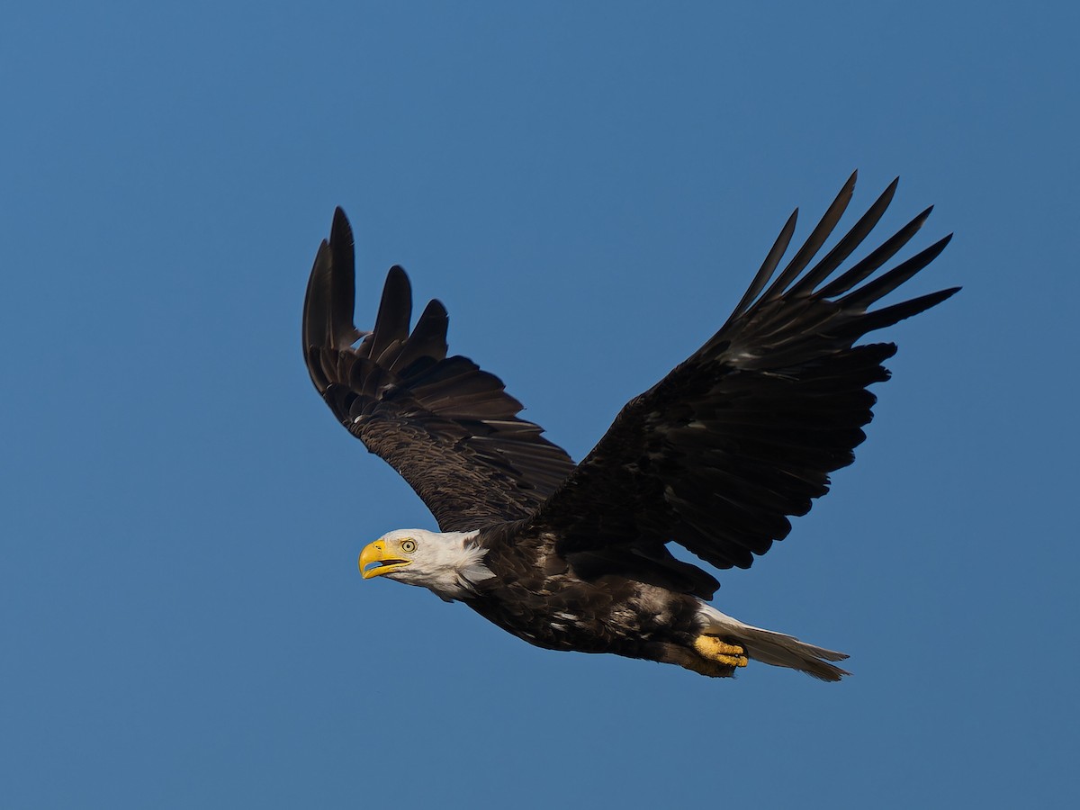 Bald Eagle - ML641992543
